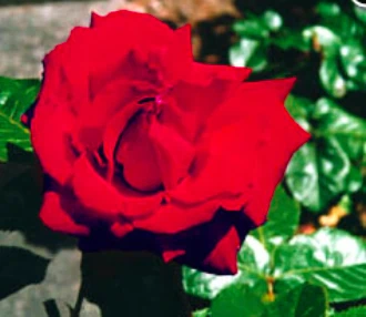 Gavekort på kr. 1000 til Lundhede.com